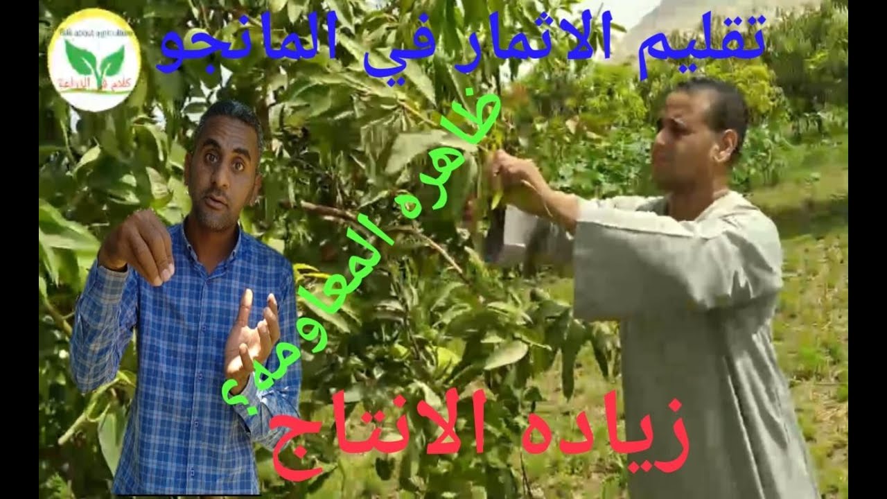 تقليم الاثمار في المانجو/اعلي انتاجية/افضل جودة