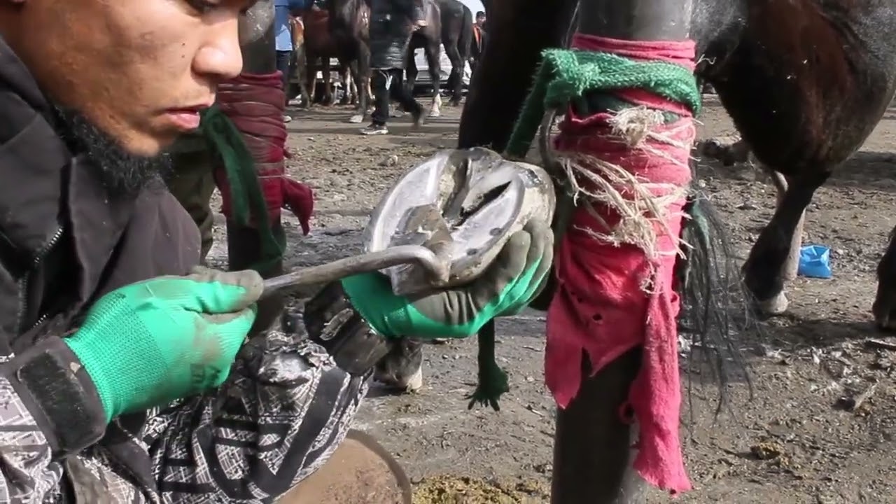 Farrier-Hoof Restoration-Satisfying