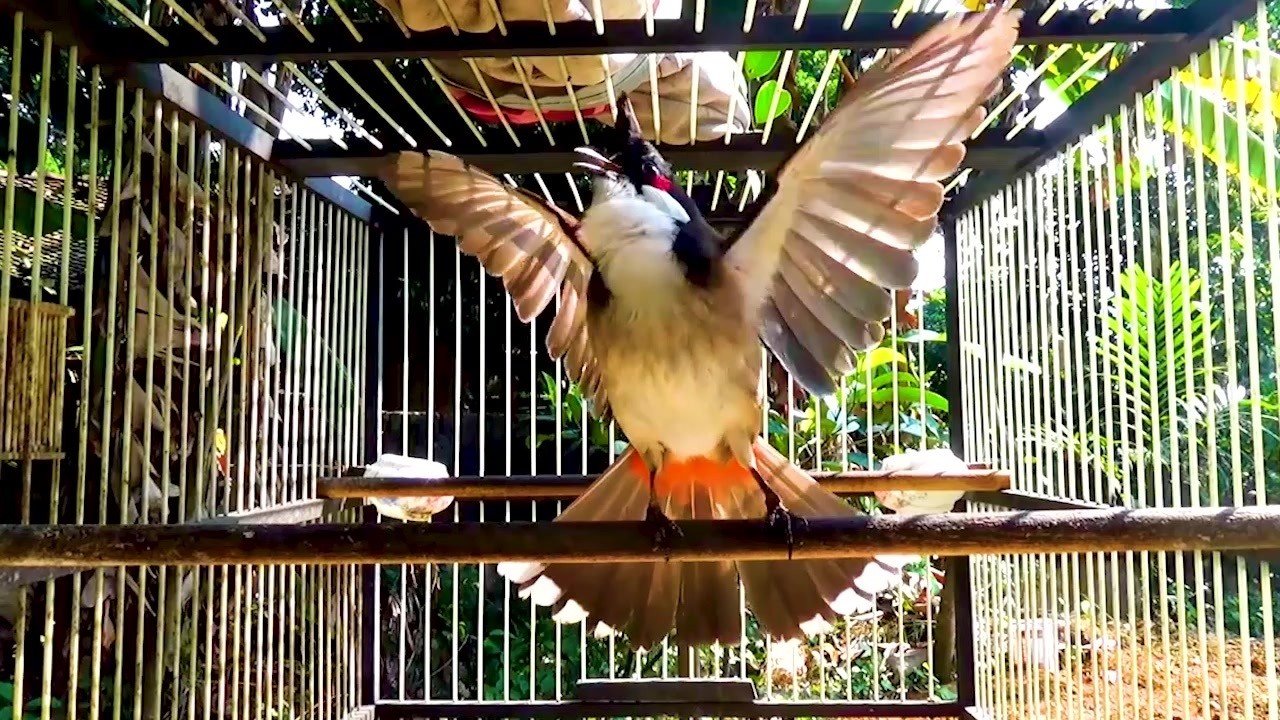 chào mào hót sáng kích bổi - luyện giọng hay ép bổi sổ bọng và căng lửa - chào mào hót đấu