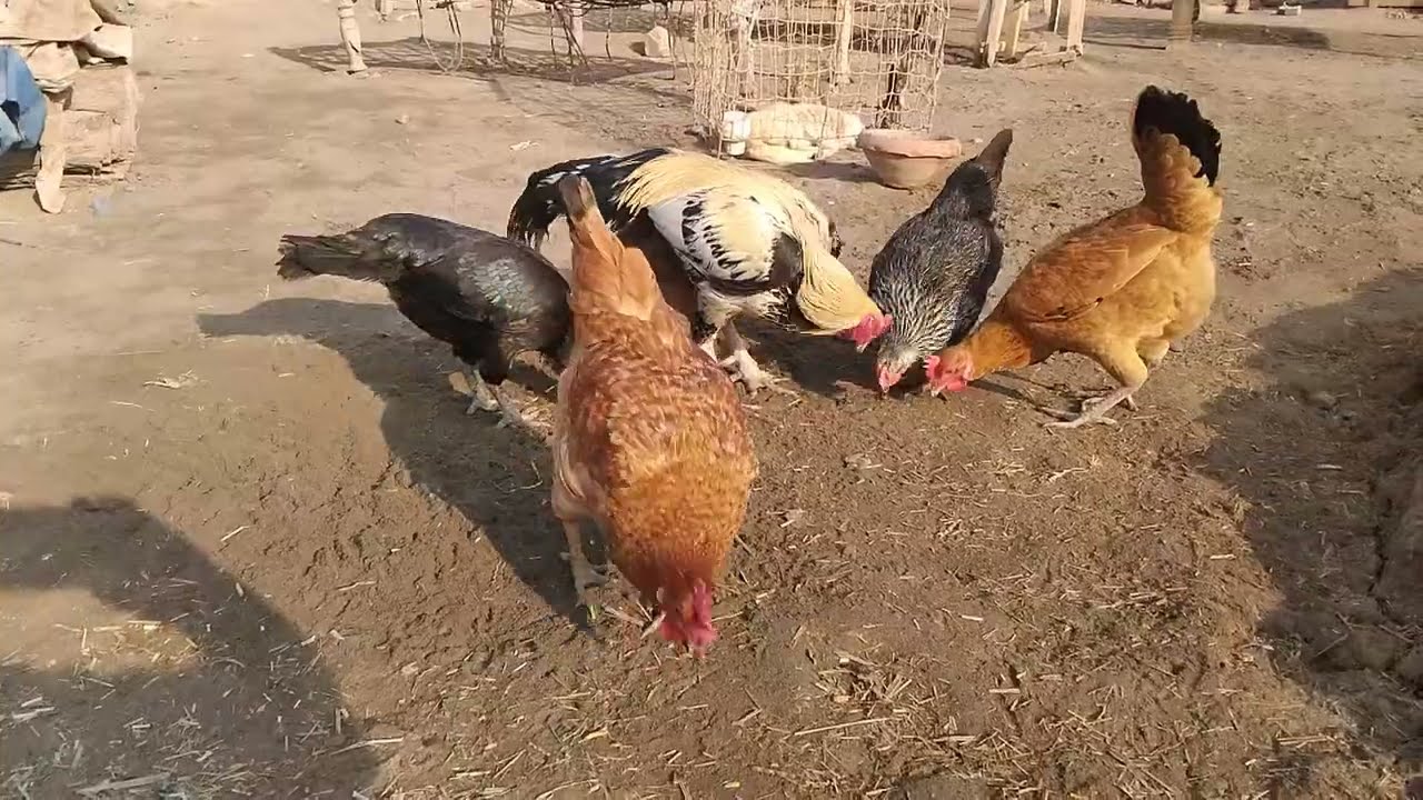 Morning Chicken Routine|Happy Hens Walking Playing & Enjoying Breakfast Together | Village Farm Life