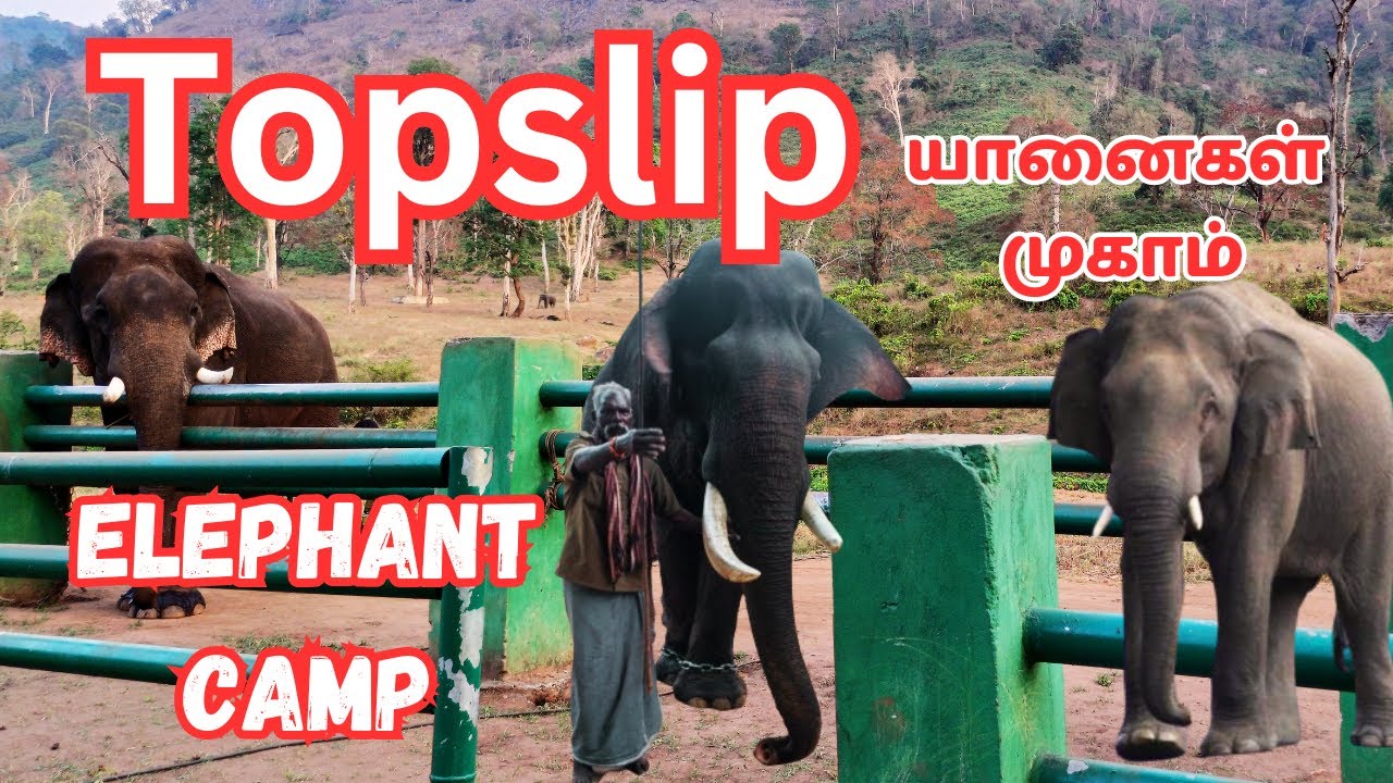 🔥Elephant camp Kozhikamuthi Topslip #vinothvlog