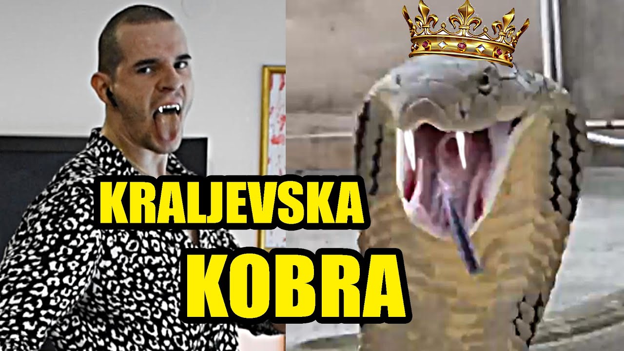 KRALJEVSKA KOBRA
