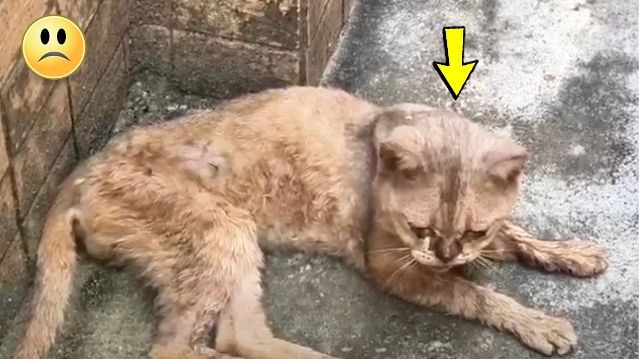 Бездомный кот плакал и умолял мужчину о помощи..