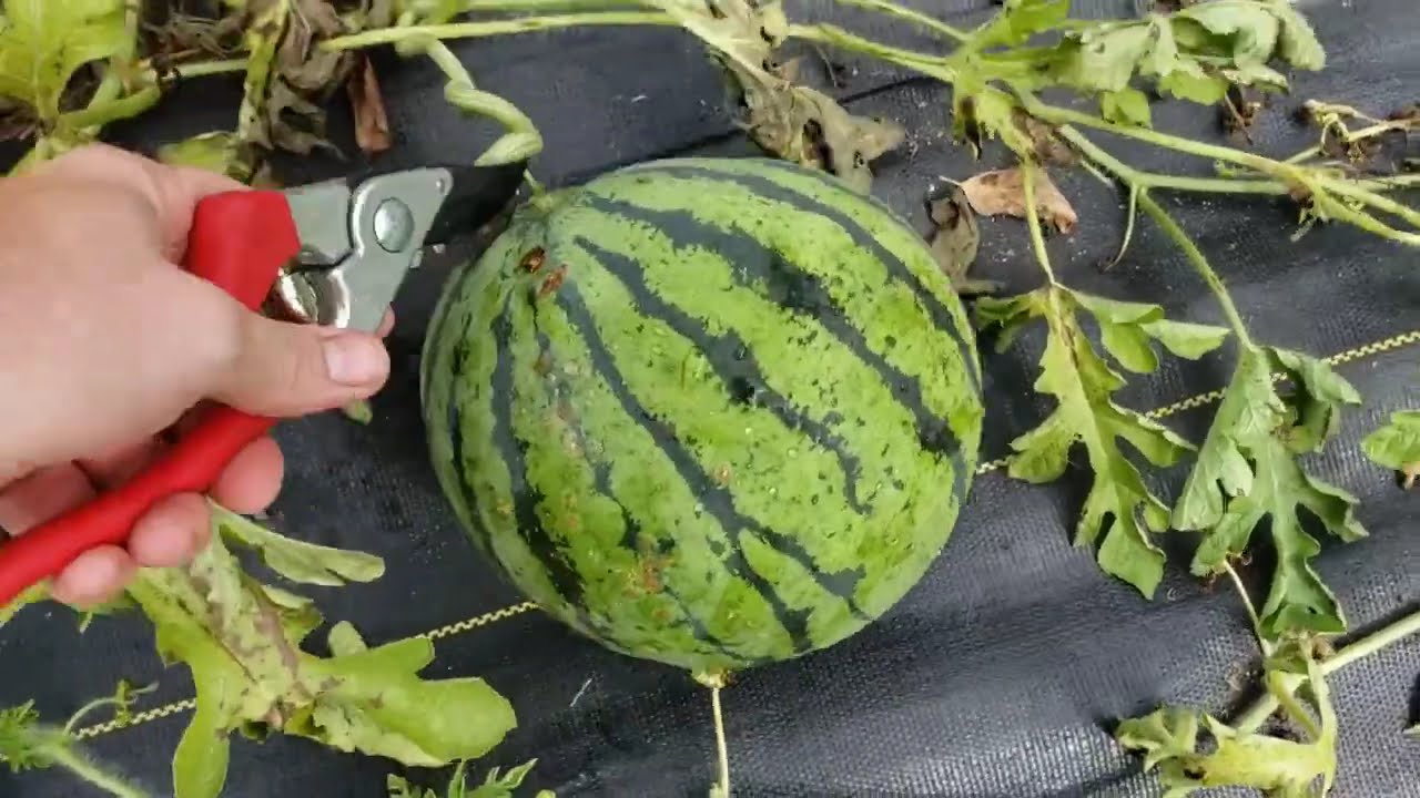 Identify & Harvest Ripe Watermelons in the Garden! Cutting Open a Silver Yamato White Flesh Melon!