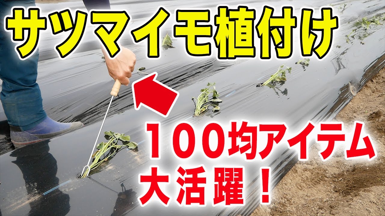 サツマイモ植付け　100円アイテムが大活躍