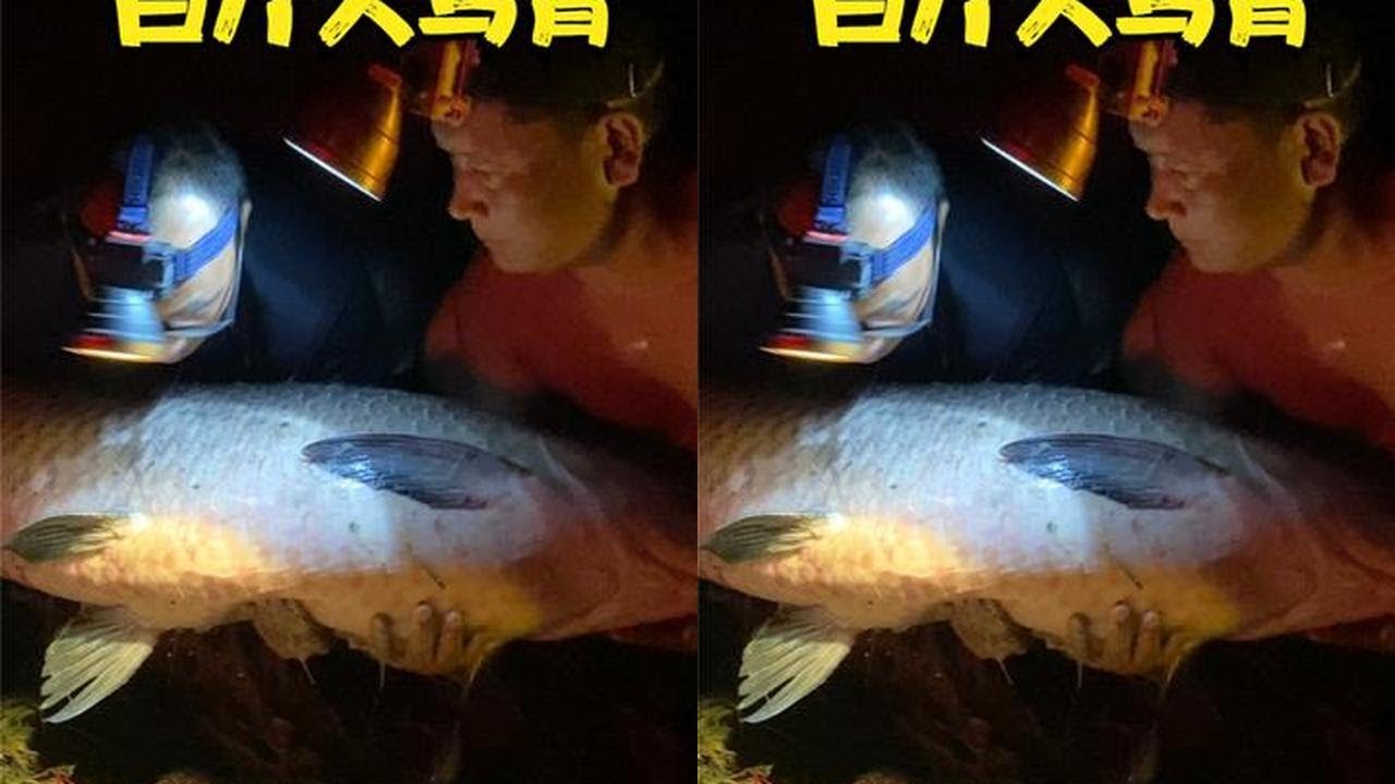 大哥下水大战百斤大物，大乌青跟猪一样三人才拉上岸 #撒网捕鱼 #户外捕鱼爆网  #大物 #百斤巨物