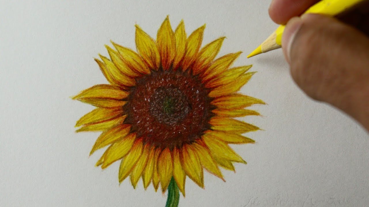 Como desenhar um Girassol realista - PASSO A PASSO - narrado