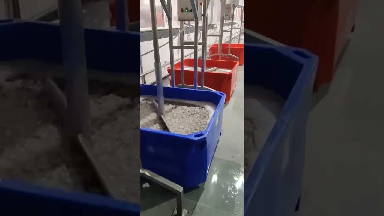 soaking process in prawns export unit || frozen prawn export || IQF PROCESS || #oletivlogsofficial