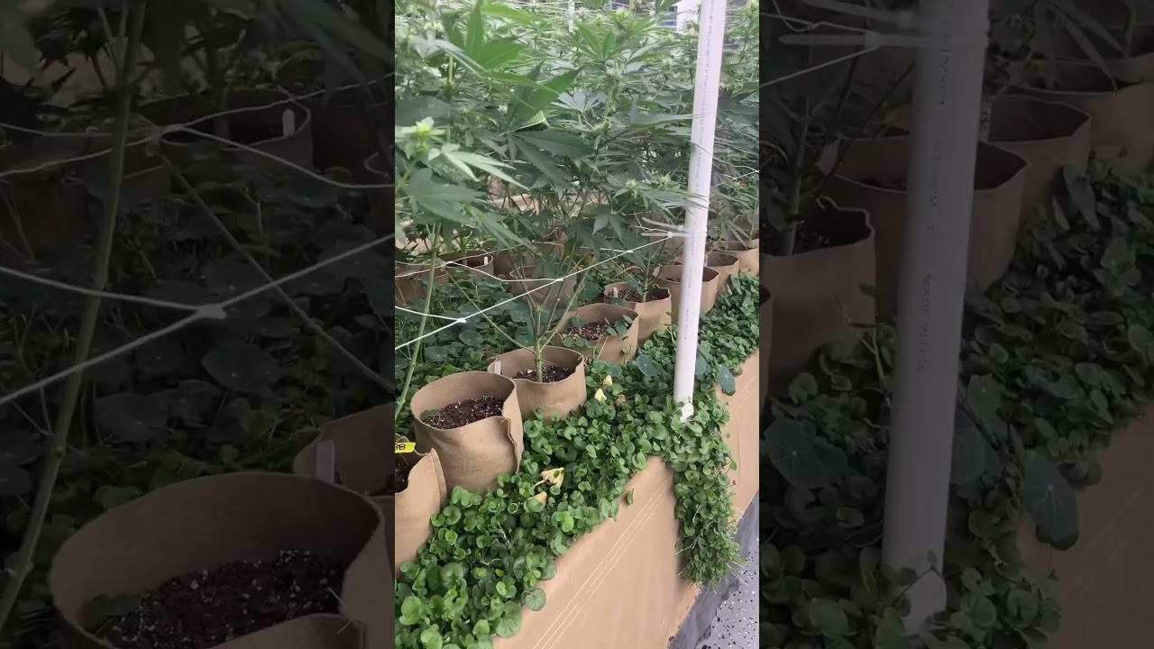 Organic Living Soil (No-Till)