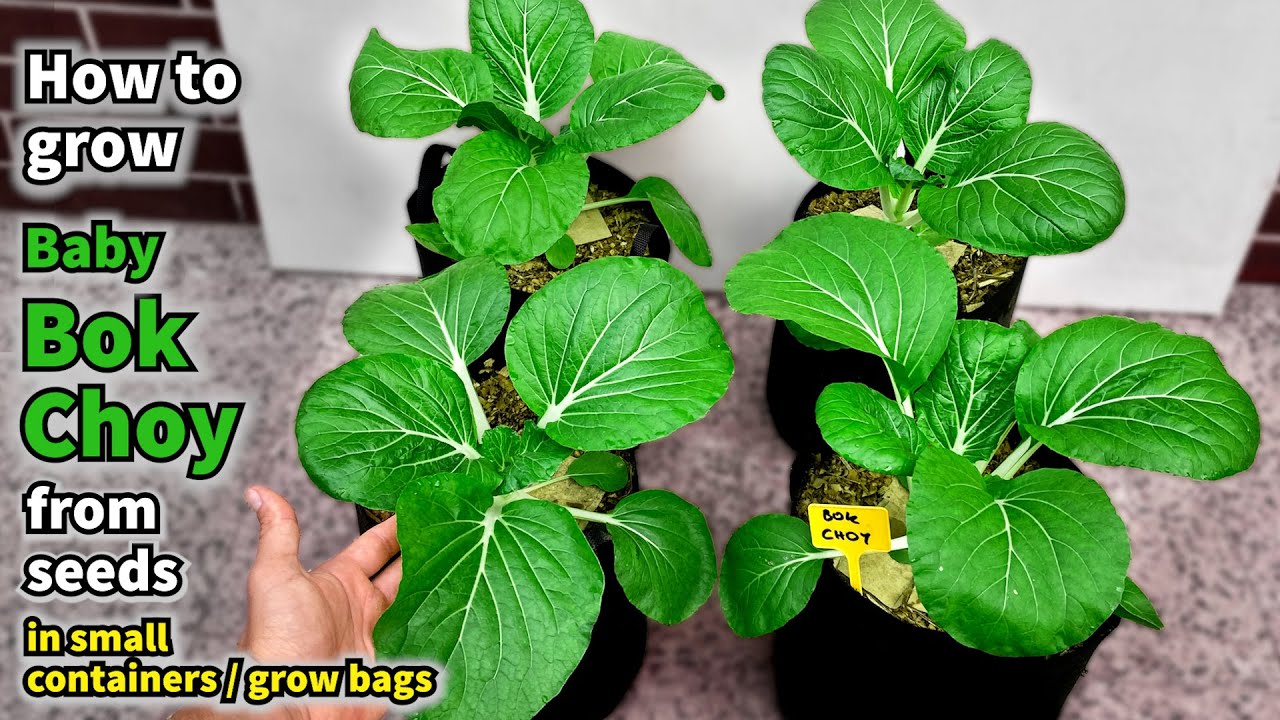 How to Grow Baby Bok Choy from Seed to Harvest in Containers