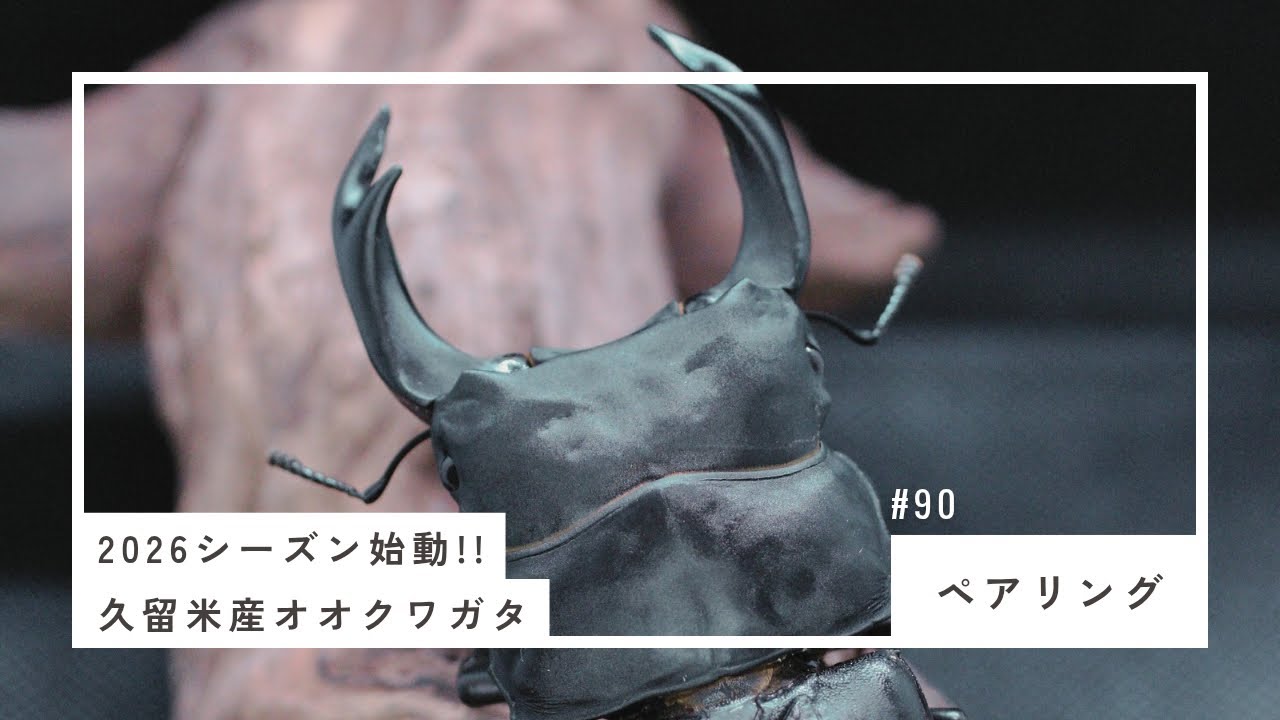 #90 【オオクワガタ】 シーズン始動！！久留米産オオクワガタのペアリング始めます！