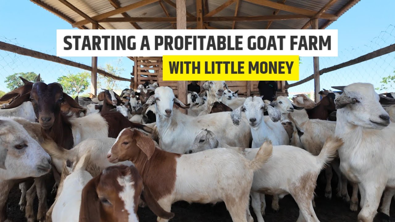 How To Start A Profitable Goat Farm With Little Capital - Detailed Plan At AireFarms