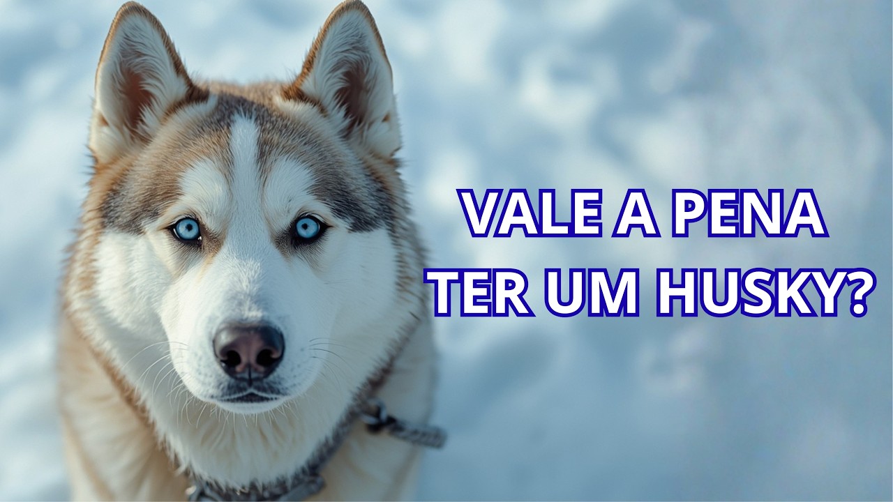 Husky Siberiano Não é Só Beleza… São 5 Motivos Para se Apaixonar 🐾