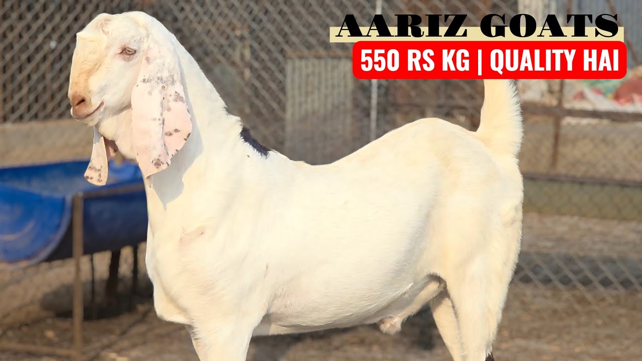 MUMBAI SE SASTA MUMBAI KE LIYE | AARIZ GOATS SOJAT HEAVY 550 RS KG ONLY | BOOK NOW