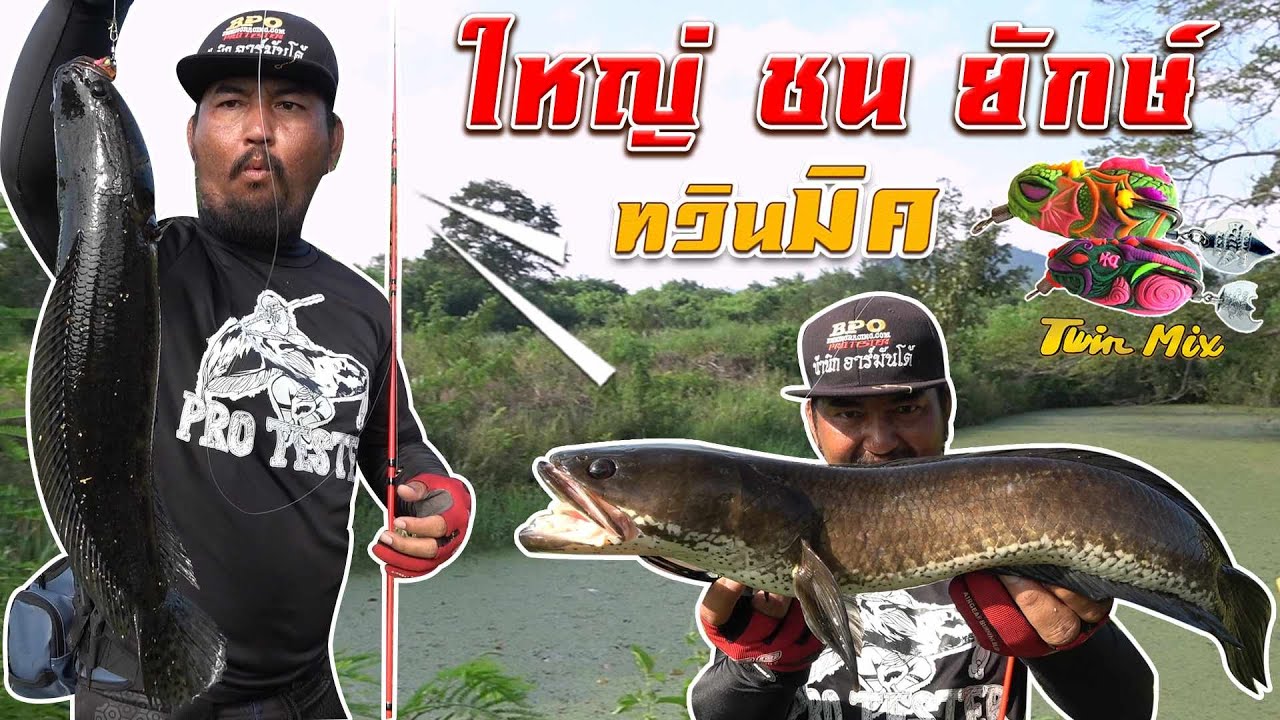 เบื่อแล้ว ตกปลาช่อน นับตัว อยากตกแบบชั่งกิโล ใหญ่ ชน ยักษ