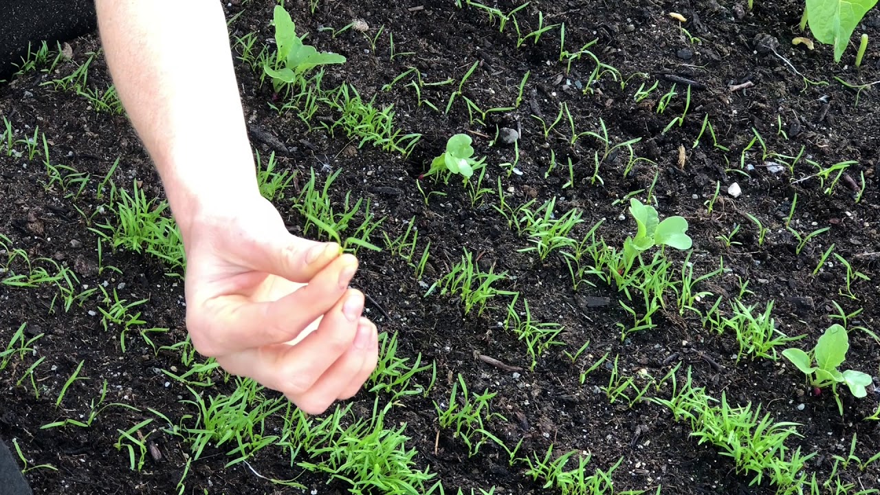 Thinning Carrots