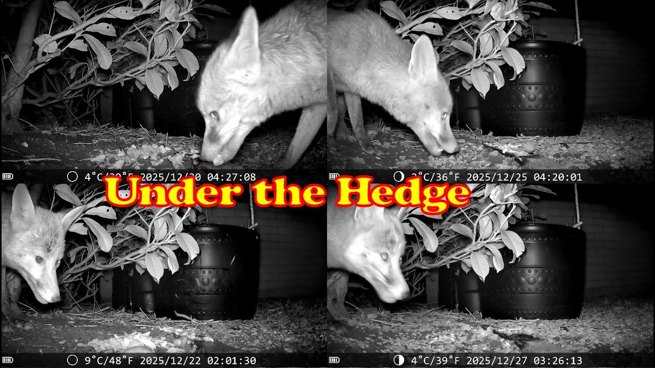 Under the Hedge 20251218 to 20251228