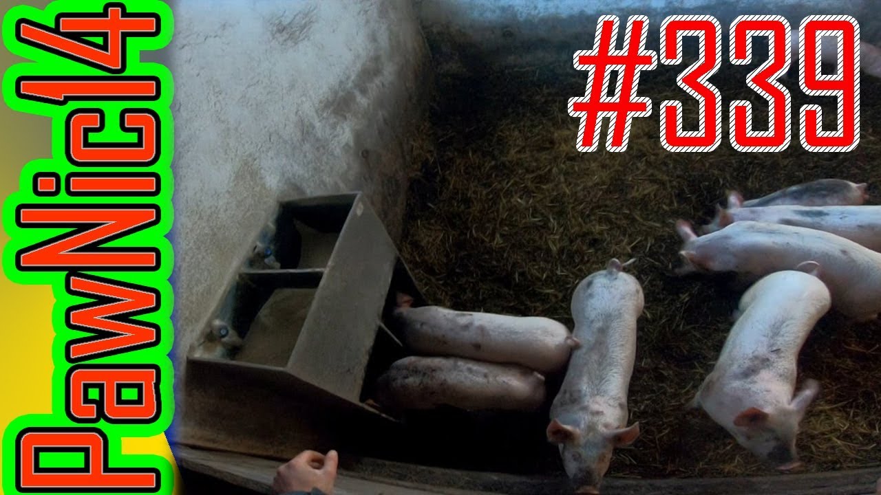 Mroźne codzienne obowiązki - Życie zwyczajnego rolnika #339