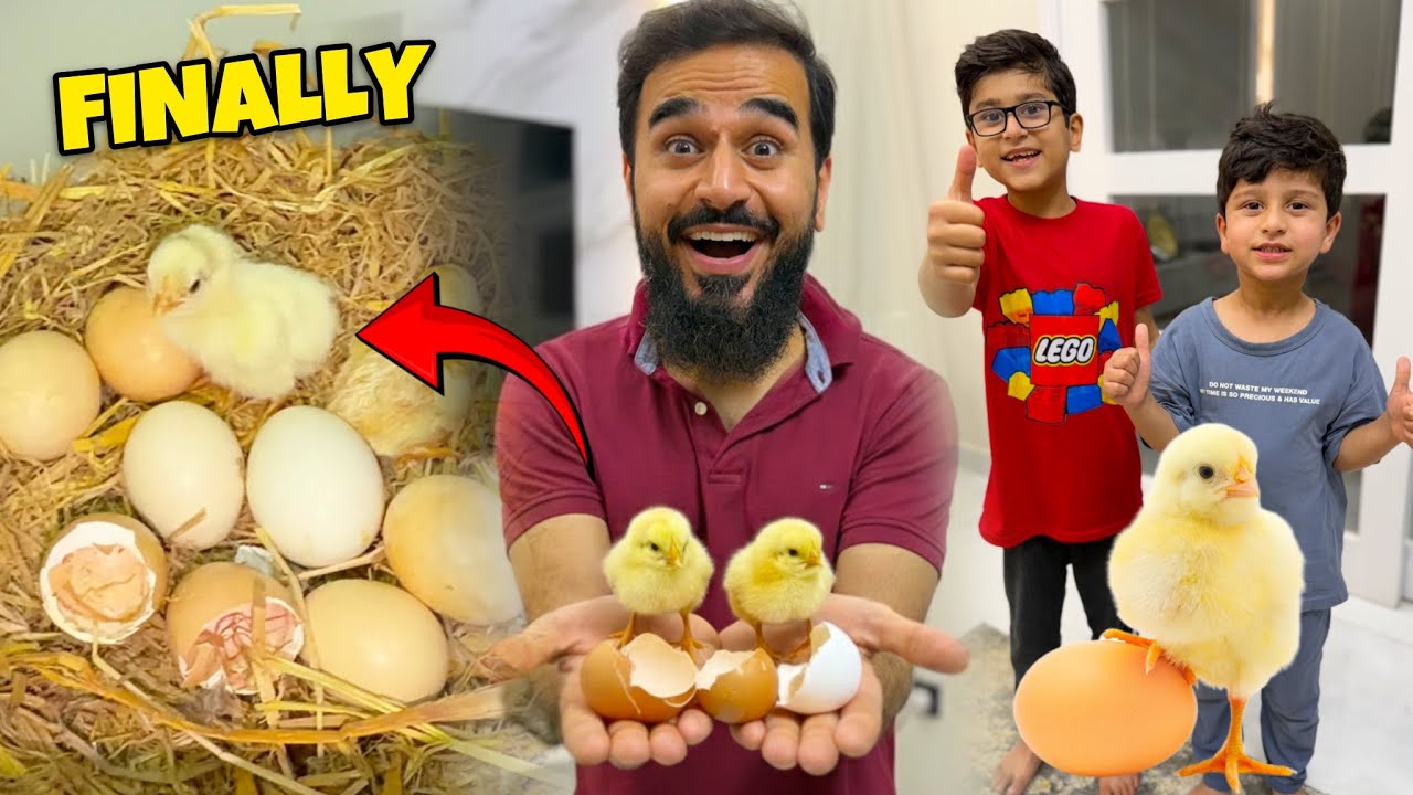 FINALLY WAIT IS OVER 😍 WELCOME CUTE BABY CHICKS 🐣