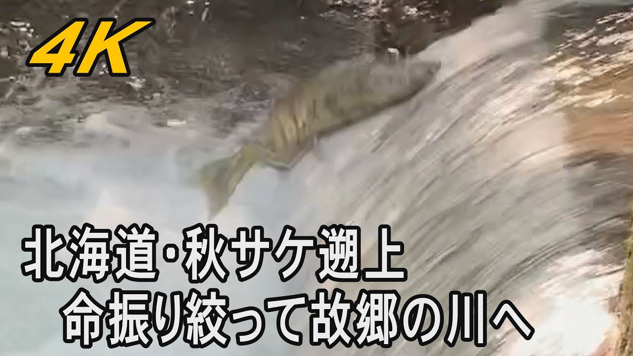 【4K】北海道・秋サケ遡上　命振り絞って故郷の川へ