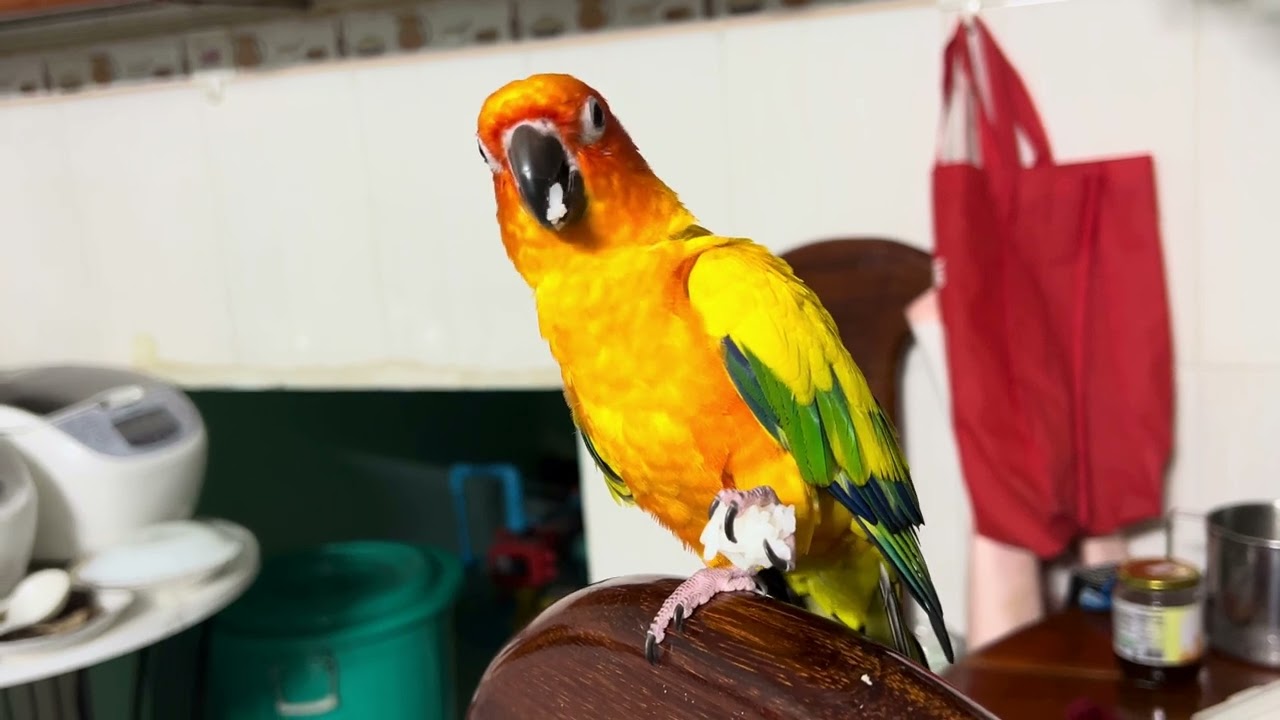 Sun conure Parrot Julie eating rice 🍚 