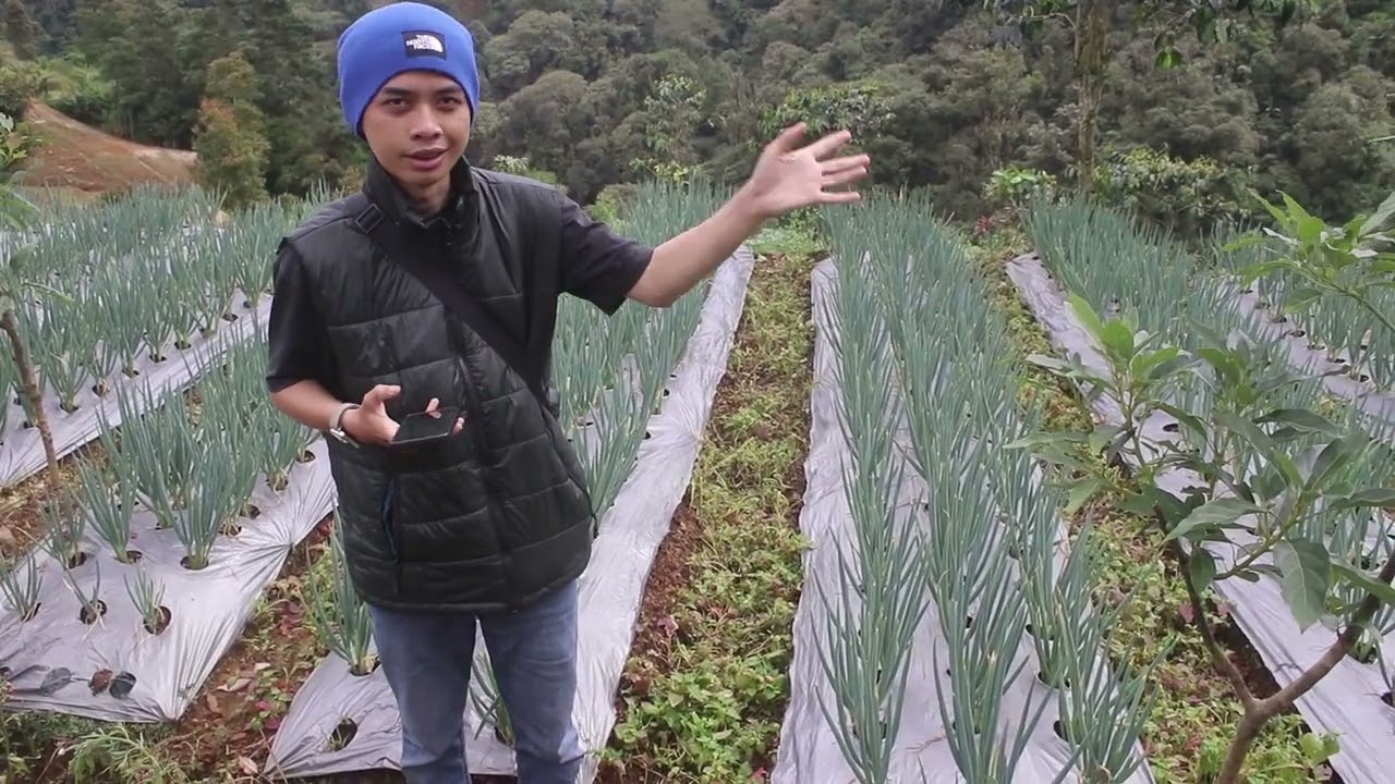 Kontrol Lahan Alpukat dgn Metode Prof. Gembong diGerlang Jawa Tengah