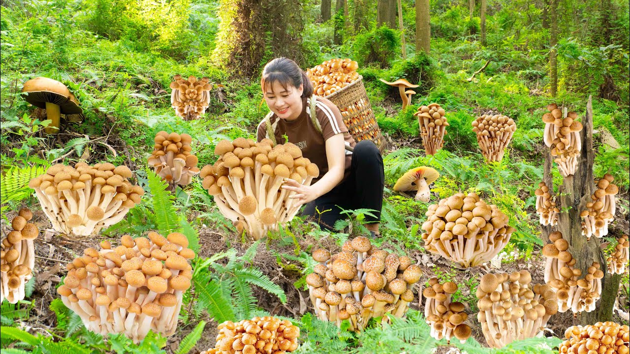 Harvesting Octopus Mushrooms & Cook Octopus Mushrooms soup Goes to the market sell | Lý Tiểu Luyến