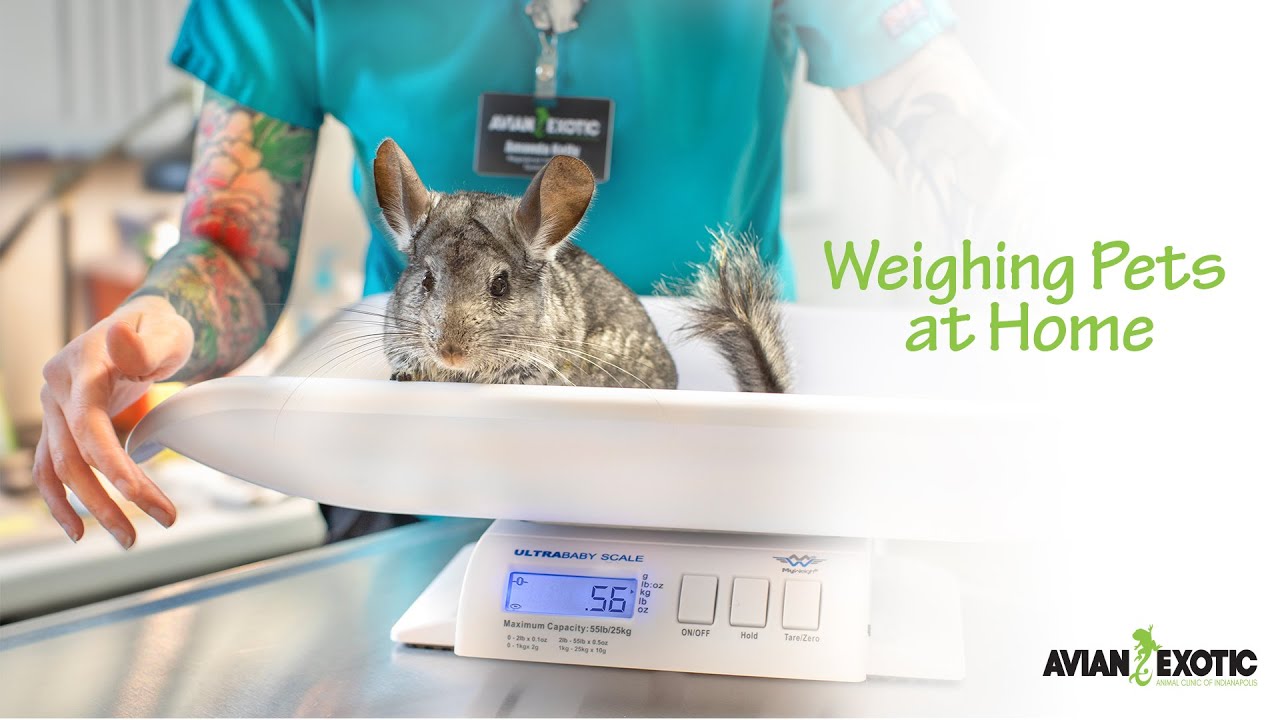 Weighing Pets at Home