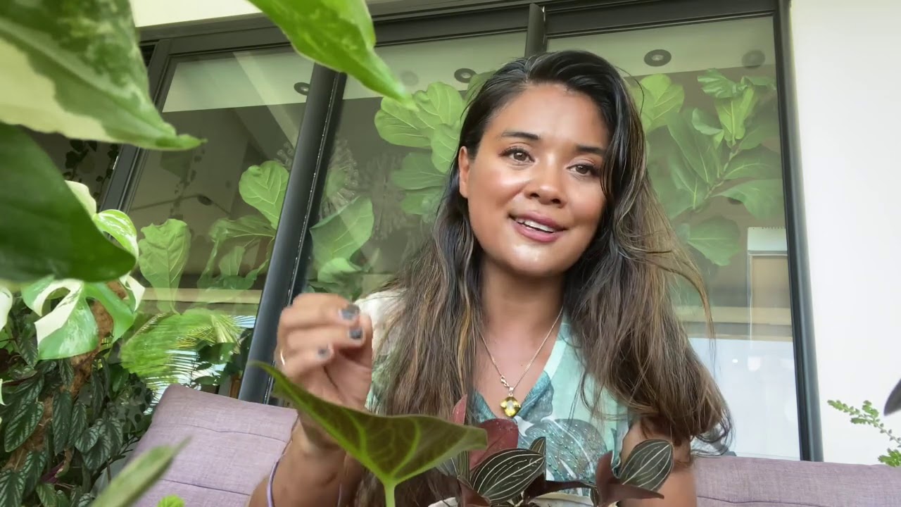 5 espèces de plantes très facile à cultiver si on utilise de la sphaigne