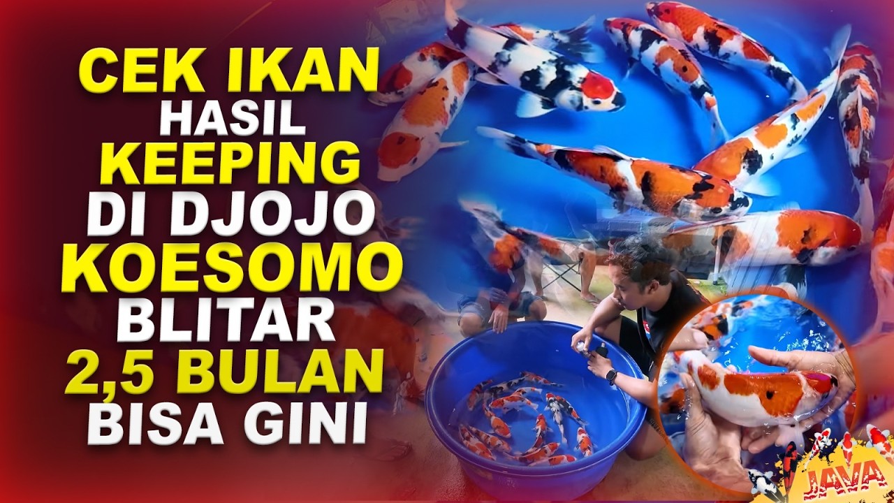CEK IKAN HASIL KEEPING SELAMA 2,5 BULAN DI DJOJO KOESOEMO KOI BLITAR