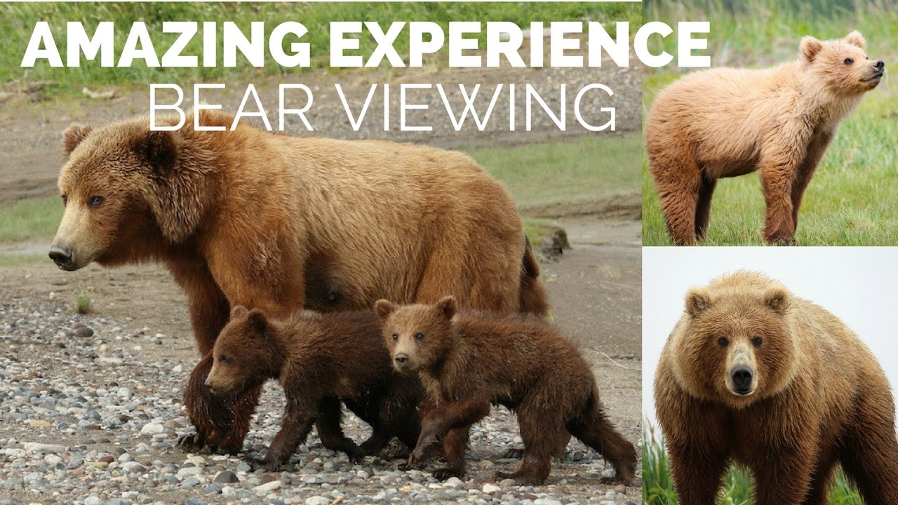 Bear Viewing and Scenic Flight in Alaska! Adventure of a lifetime!