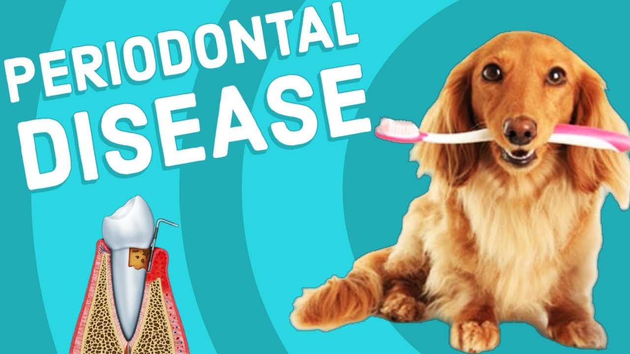 Periodontal Disease in Dogs