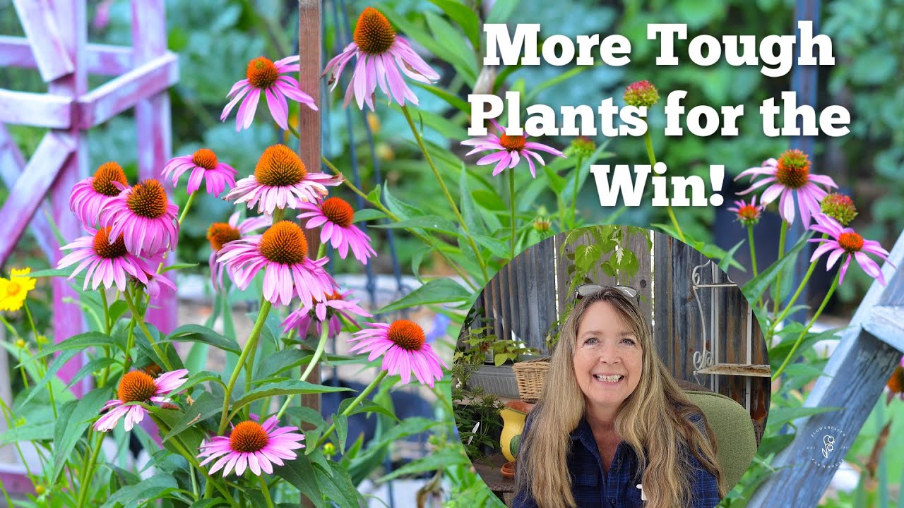 PROPAGATE ECHINACEA FLOWERS - Coneflowers - Flower Patch