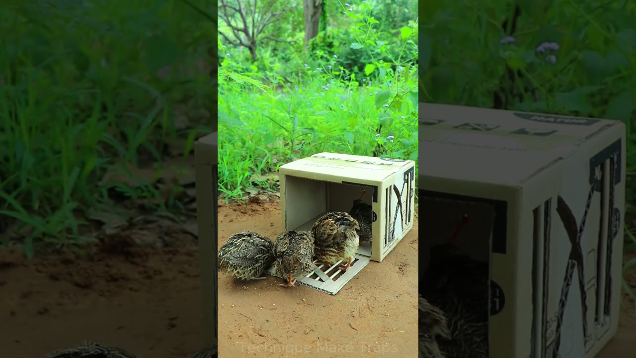 Creative DIY Trap Technique - Best Unique  Bird Trap #shorts