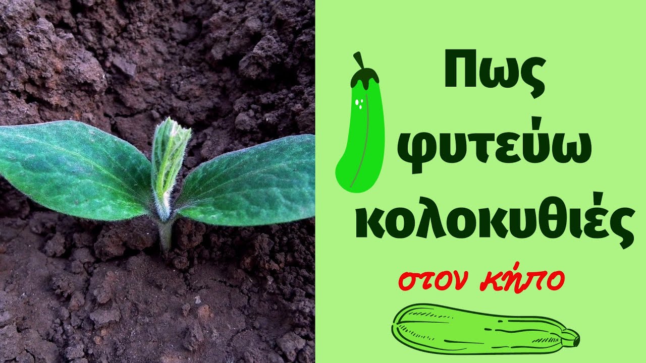 Πως φυτεύω κολοκυθιές στον κήπο