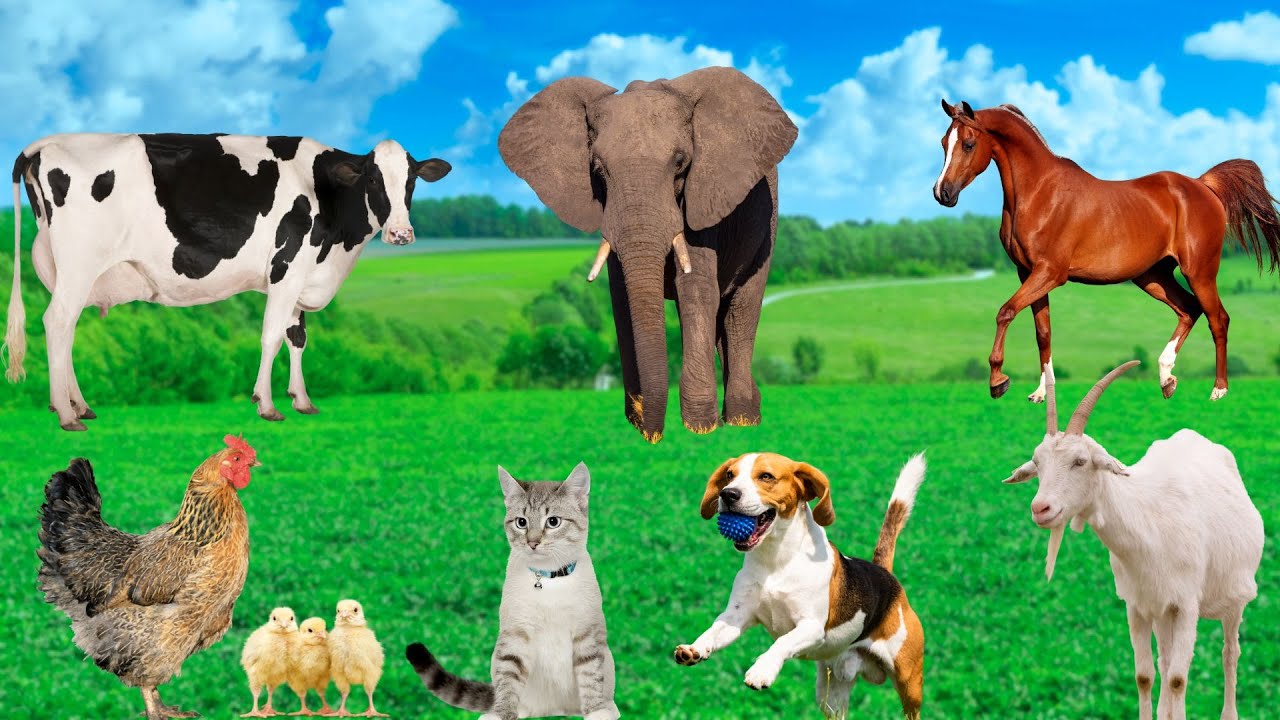 Animal Sounds: Cow, Dog, Chicken, Cat, Horse, Elephant