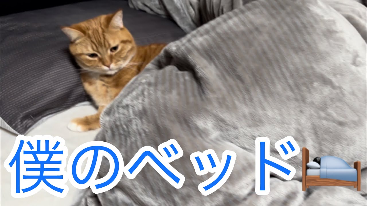 僕のベッド🛌