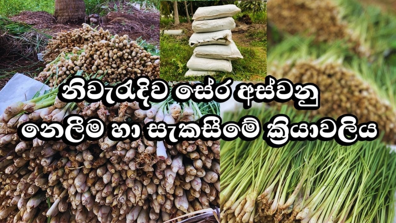සේර අස්වනු නෙලීම හා සැකසීමේ ක්‍රියාවලිය🌿🍃Process of harvesting, preparing & packaging of Lime Grass