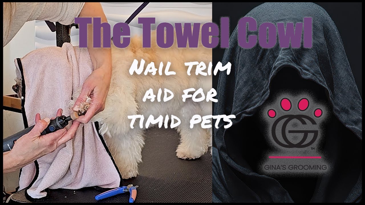 The Towel Cowl – Timid pet nail clipping tip with Thunder the Maltipoo!