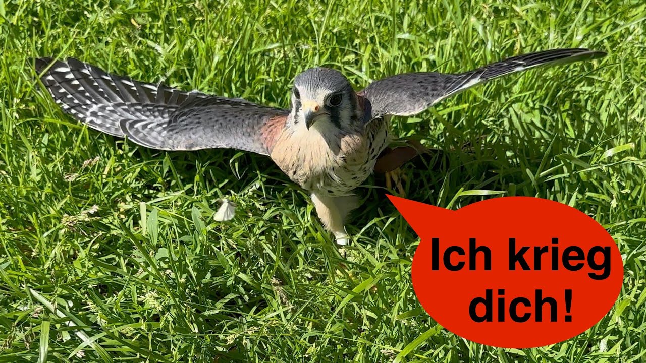 Polly hat den Turm kaputt gemacht😱... und mehr! 🦅 🦉