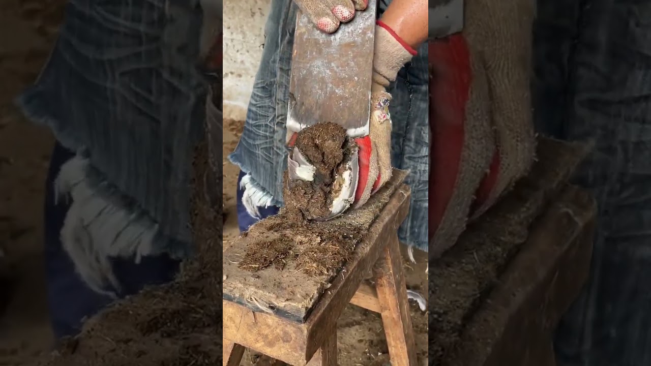 Donkey's hooves are too thick丨ASMR丨Donkey hoof cutting sound