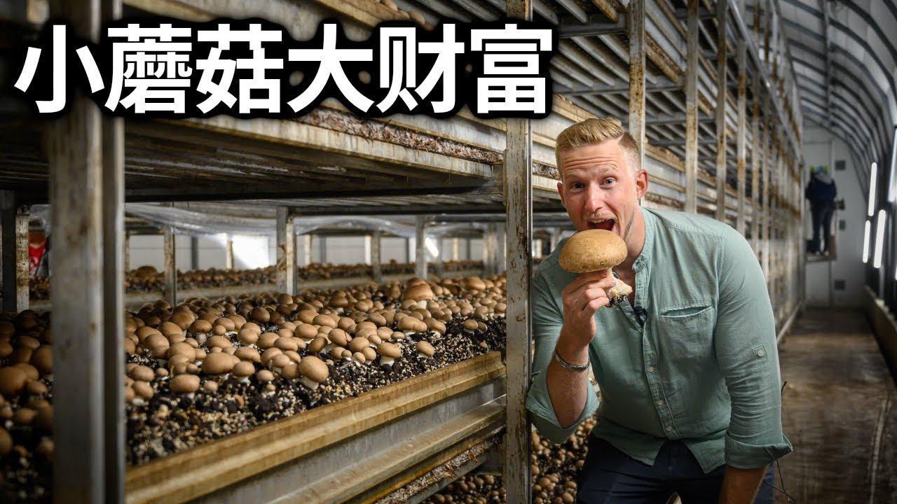 黄伞伞，白杆杆，吃完一起开厂厂！一天卖2吨蘑菇的奥地利现代蘑菇工厂种植全过程 Mushroom Farm