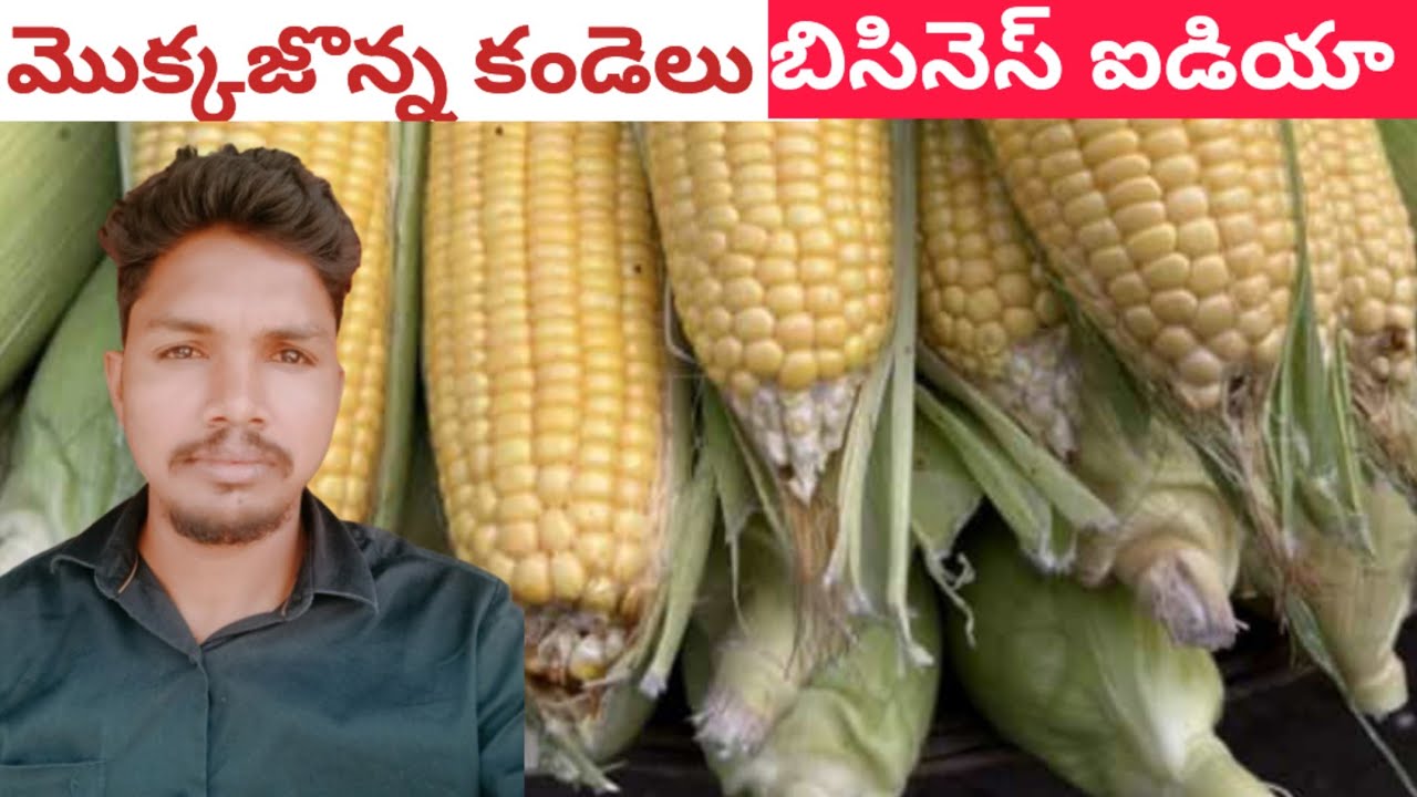 మొక్కజొన్న కండెలు బిజినెస్ //sweetcorn business ఐడియా