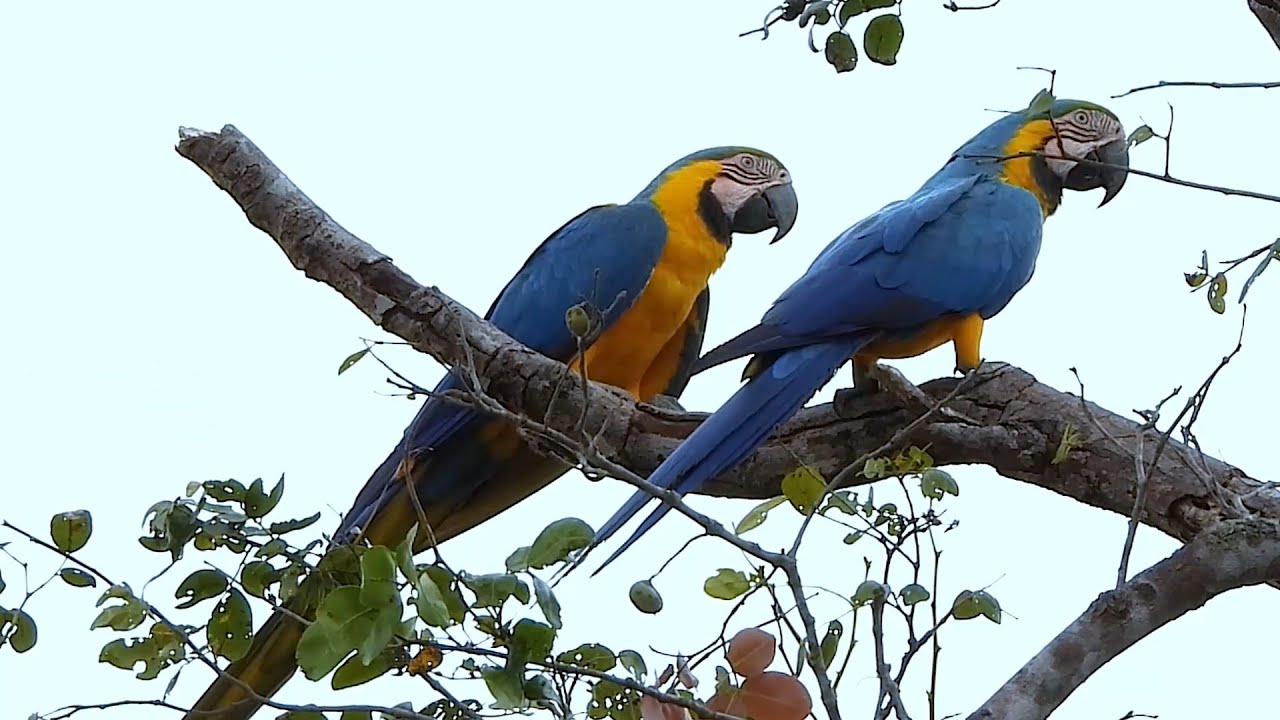 Blue-and-yellow Macaw: Couple in Harmony -  (Ara ararauna) Arara-canind&eacute;