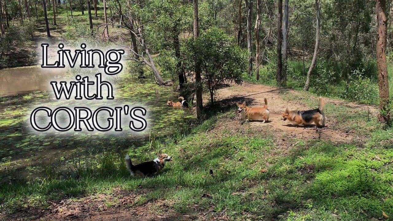 What is it like to raise corgi puppies & dogs?