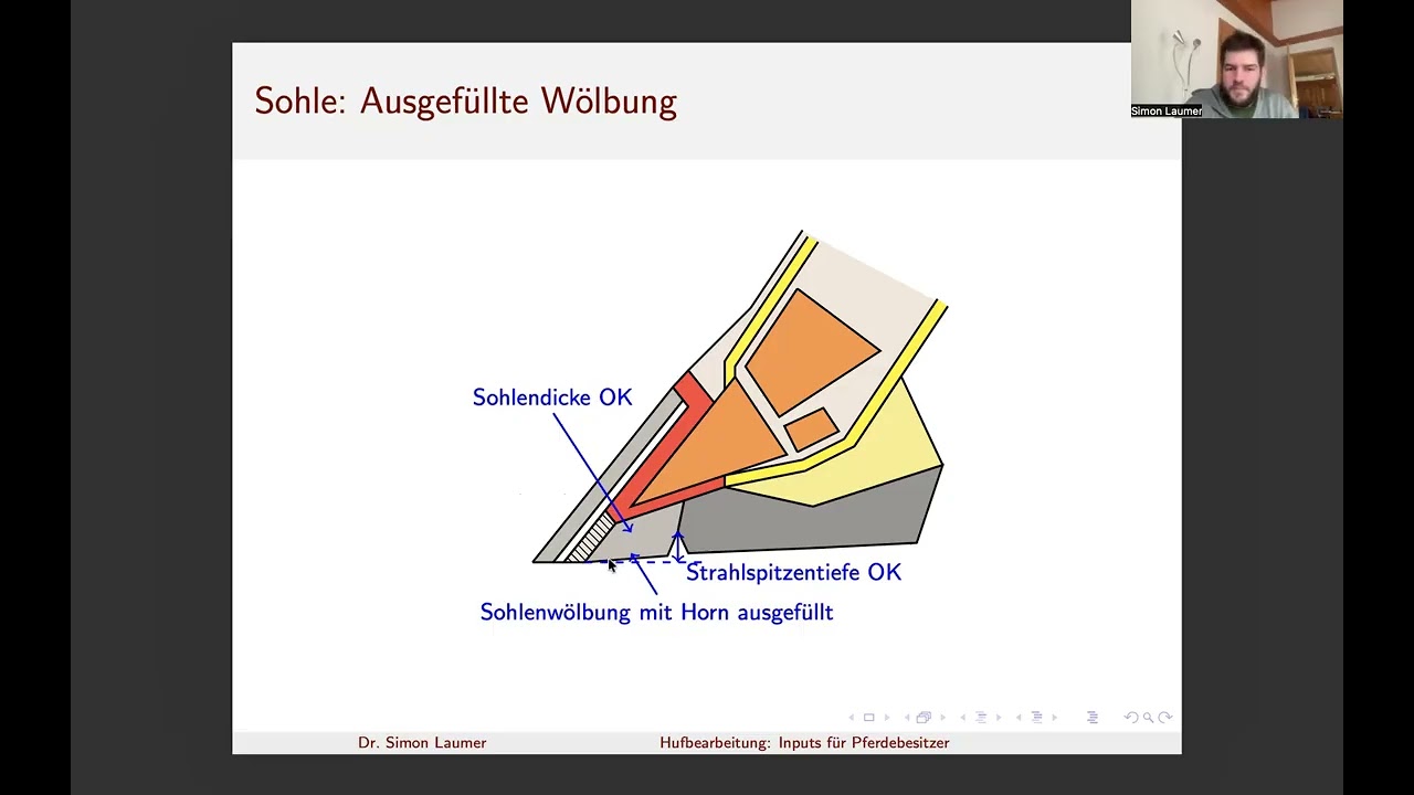 Hufbearbeitung: Inputs für Pferdebesitzer, 4.3) Sohle