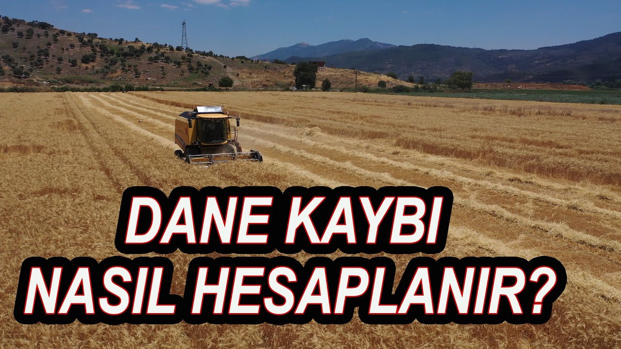 Biçerdöver Dane Atımı Nasıl Hesaplanır? Buğday hasadı