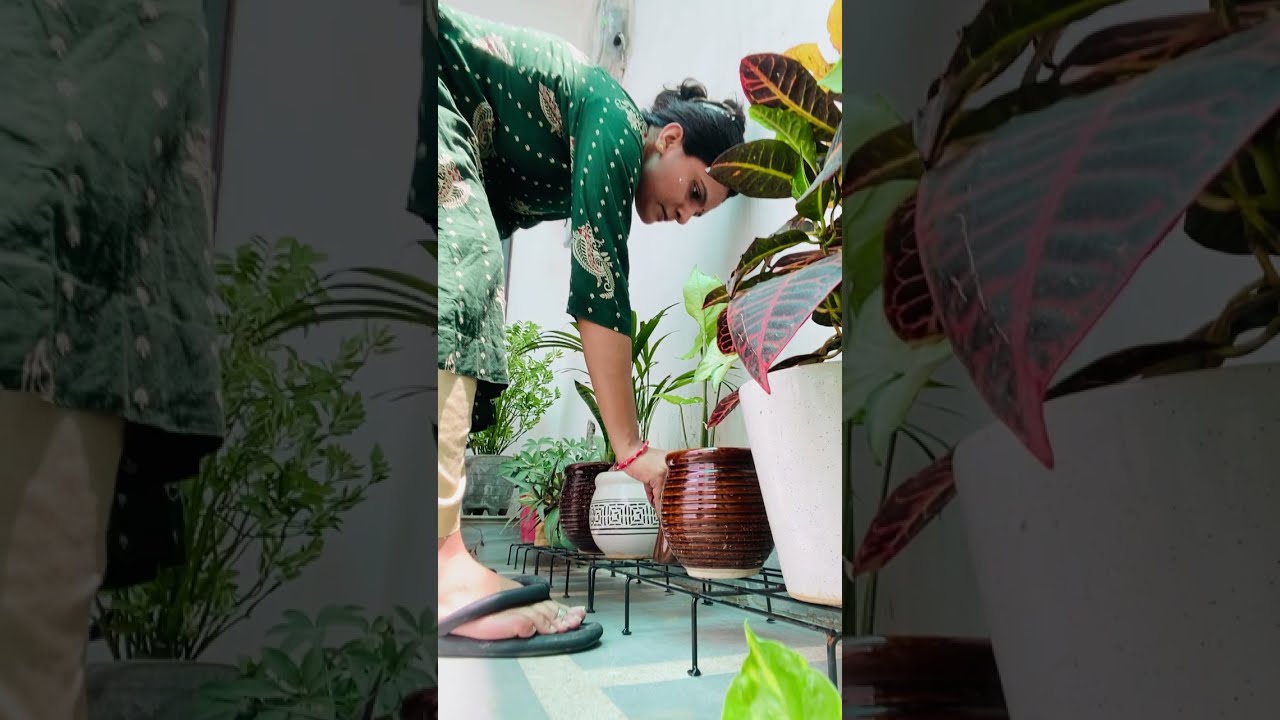 Plants 🪴 #viral #viralvideo #viralshorts #viralreels 