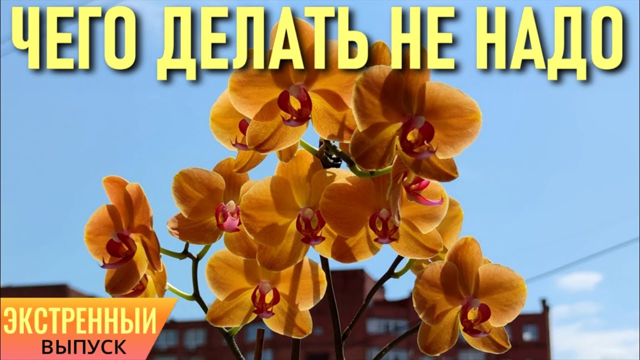 ЭКСТРЕННЫЙ ВЫПУСК! ЧЕГО НЕ НАДО ДЕЛАТЬ С ОРХИДЕЯМИ, ЕСЛИ ВЫ НОВИЧОК! БОТРИТИС СЕРЫЙ - ЧТО ДЕЛАТЬ?