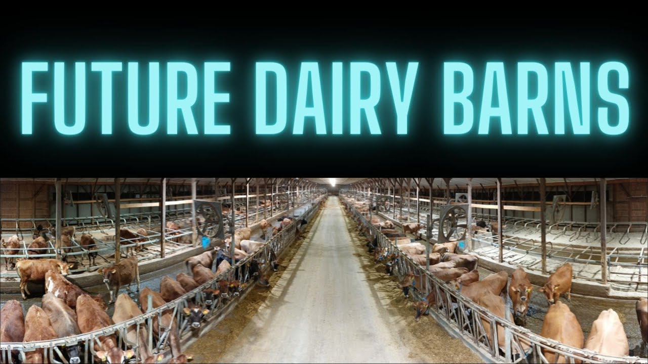 Automated Manure Scraper Maintenance in Dairy Barn